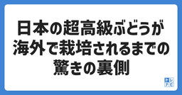 日本の超高級ぶどうが海外で栽培されるまでの驚きの裏側